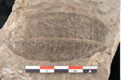 Foto (Detailansicht) von Juglans bilinica (NHMW-GEO-2024-0188-11454)